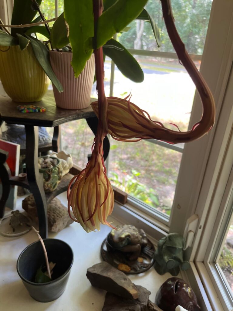 Night Blooming Cereus