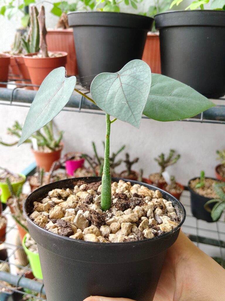 My two Adenia stylosa babies