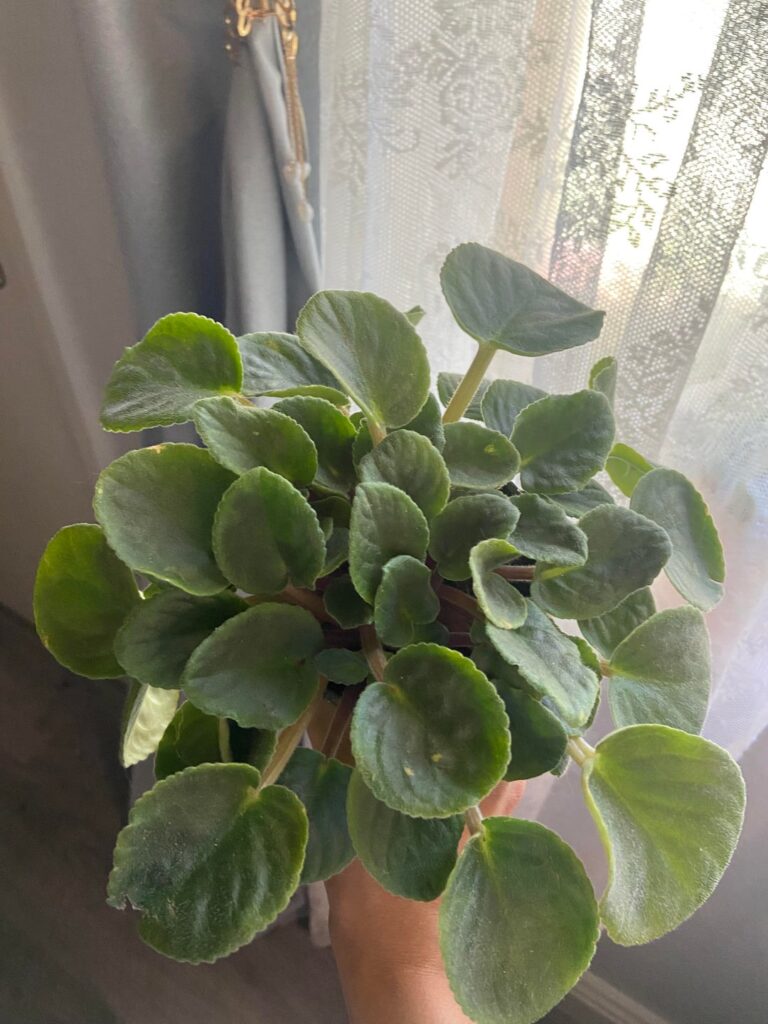 My extremely overgrown African Violet