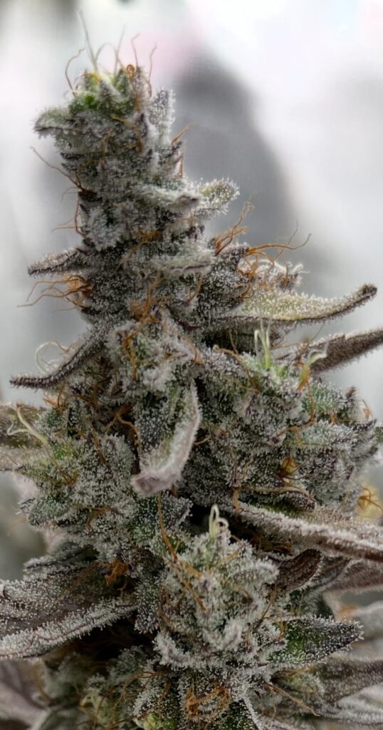 2 phenos of nana glue near end of week 8 in dwc