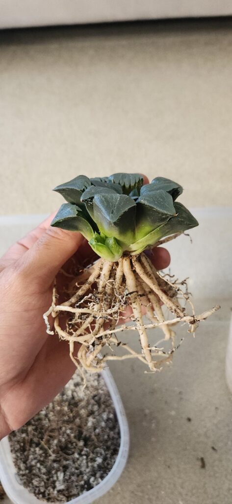 A surprise while repotting this seed-grown haworthia!