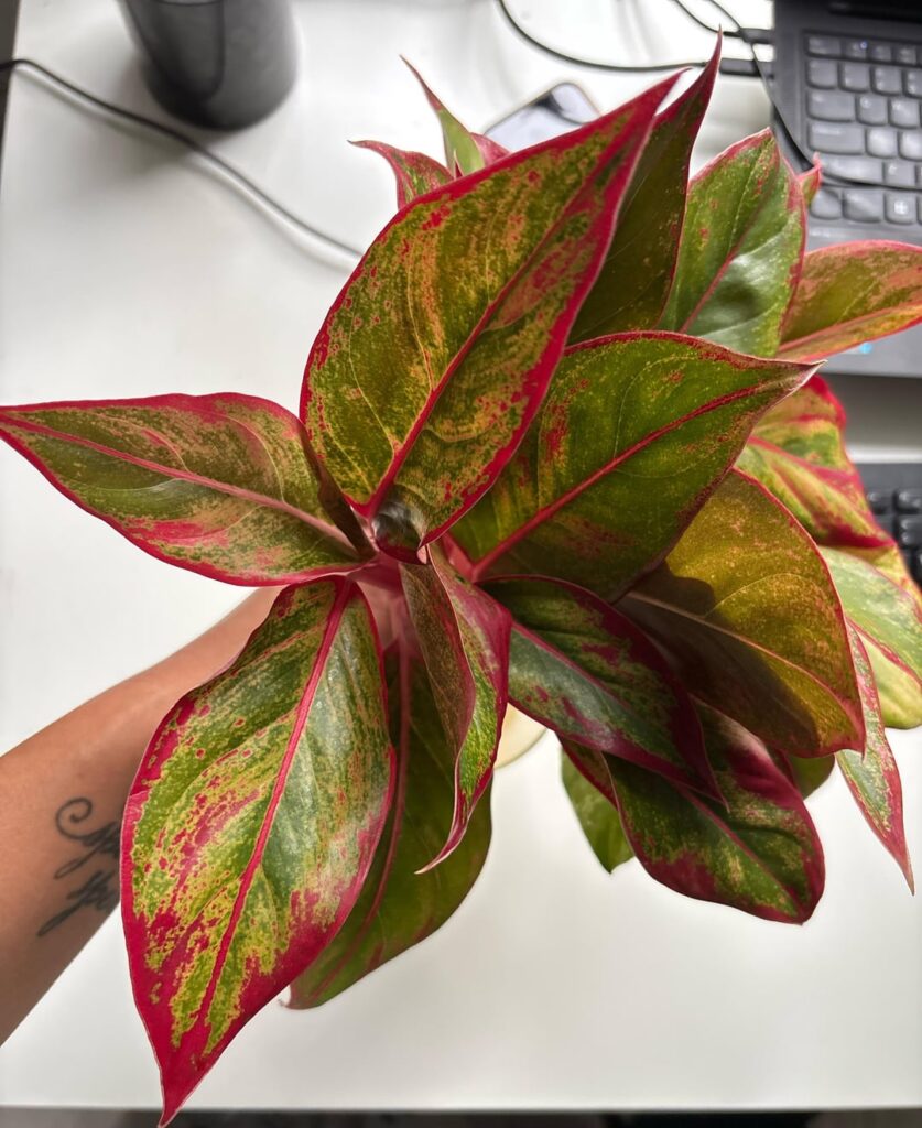 So happy I caught my friends on their plant hair cut day!