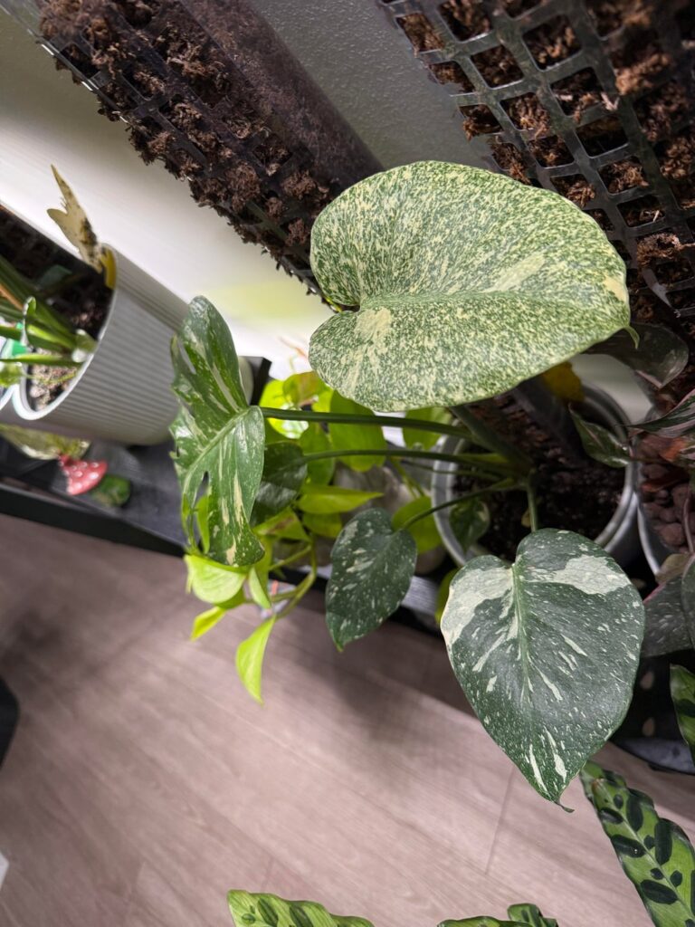 SOS!!!! Fenestration on a philodendron white knight?!?! SOS!!!! Fenestration on a philodendron white knight?!?!