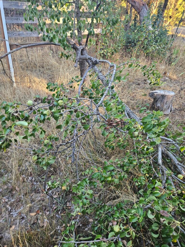 Halp!! This pear tree just broke can I fix it?!