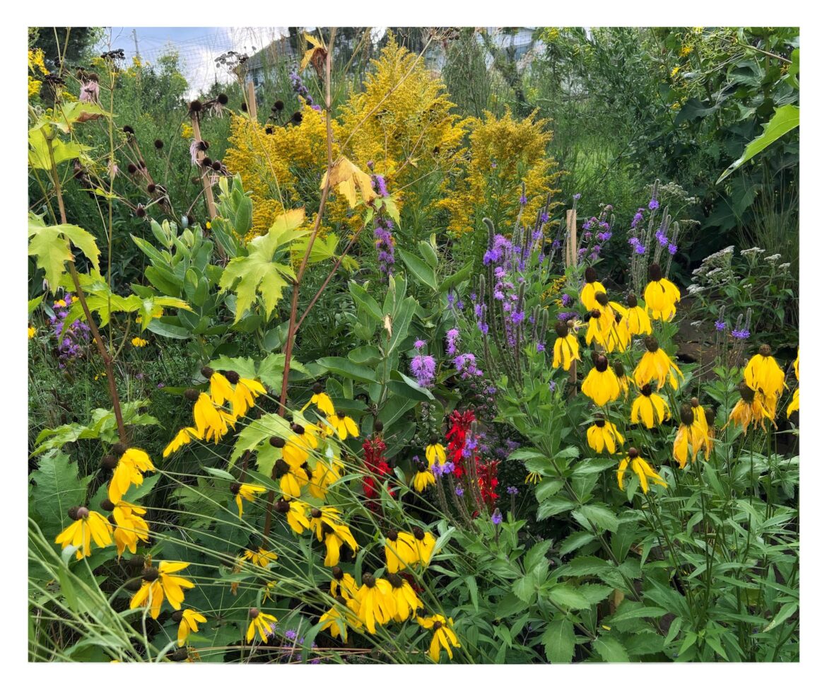 Late summer splendor