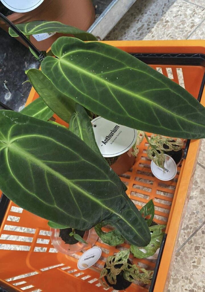 imagine buying plants for people as a job lol