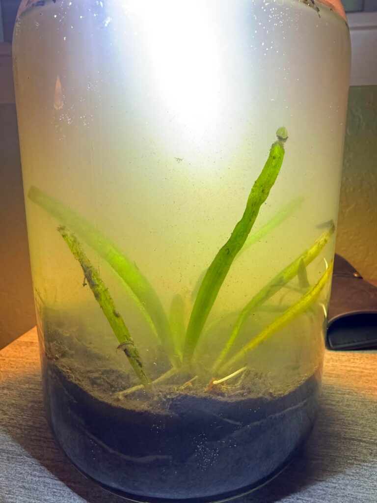 I made my first freshwater ecosphere today. Looking for plant light recommendations