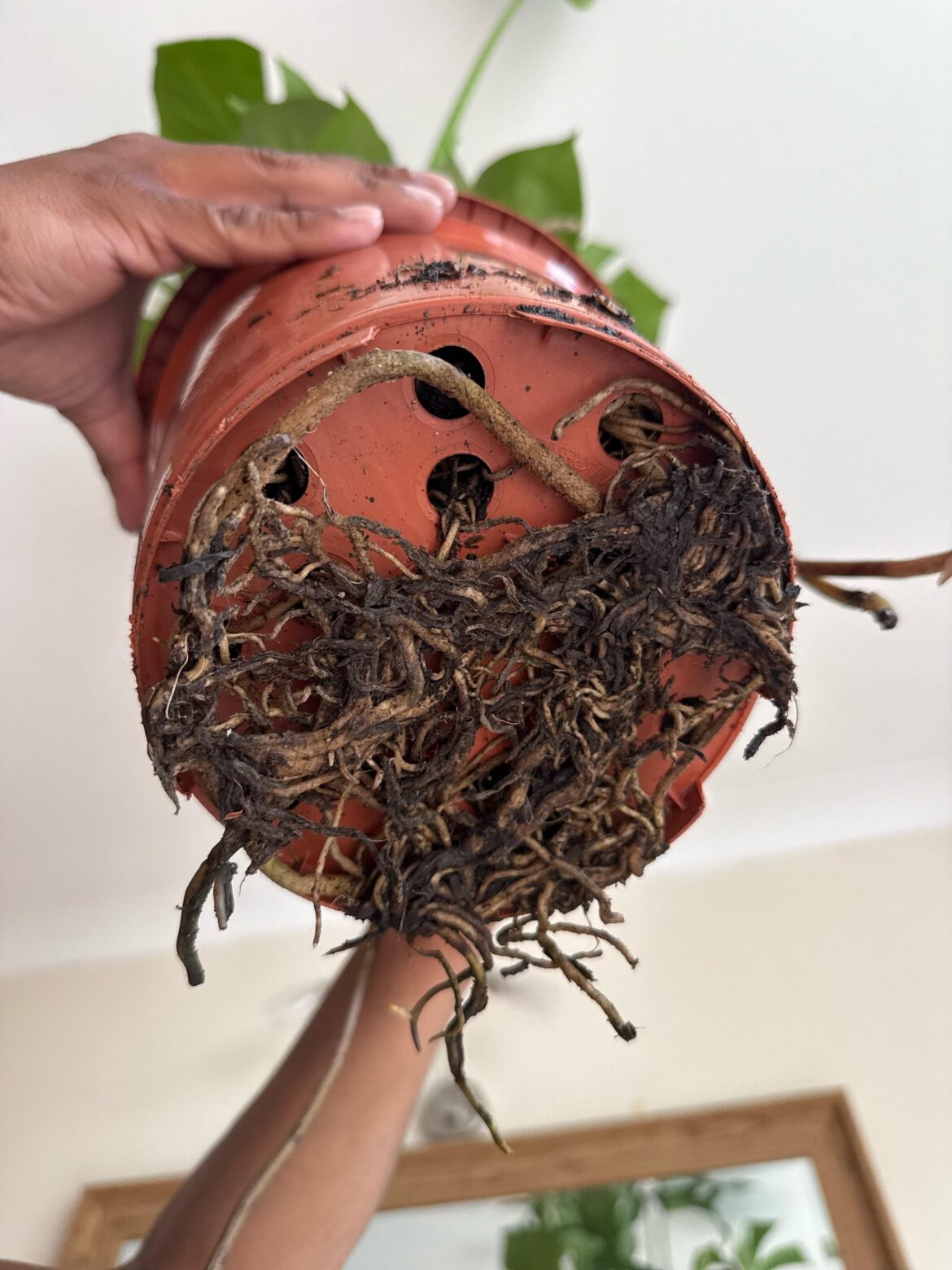 New Monstera - is this root rot? (Plant mum in training UK)
