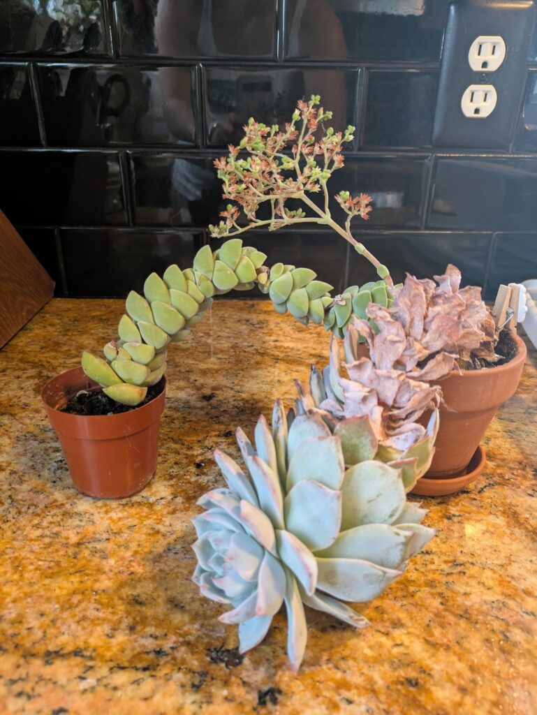 Help-what do I do with these?!