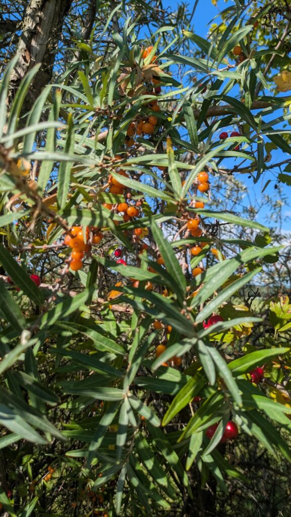 Is this really sea buckthorn? (ID request)