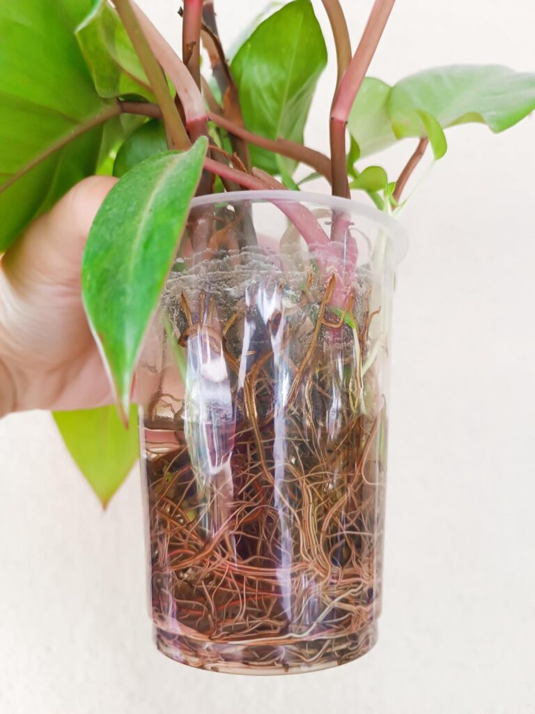 10-month-old cuttings growth!