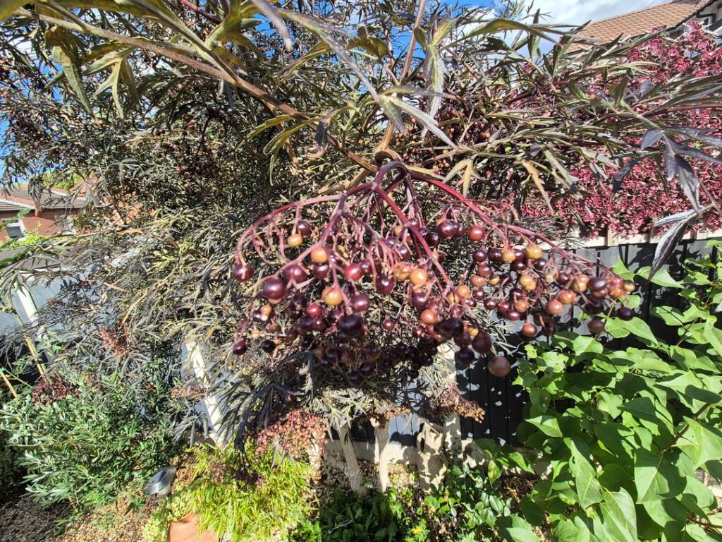 Need help identifying these berries