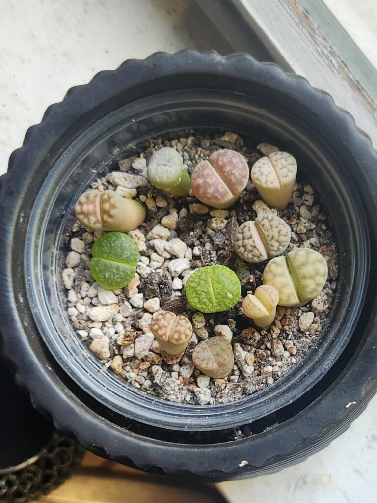 Why are they melting?? Why are they melting??