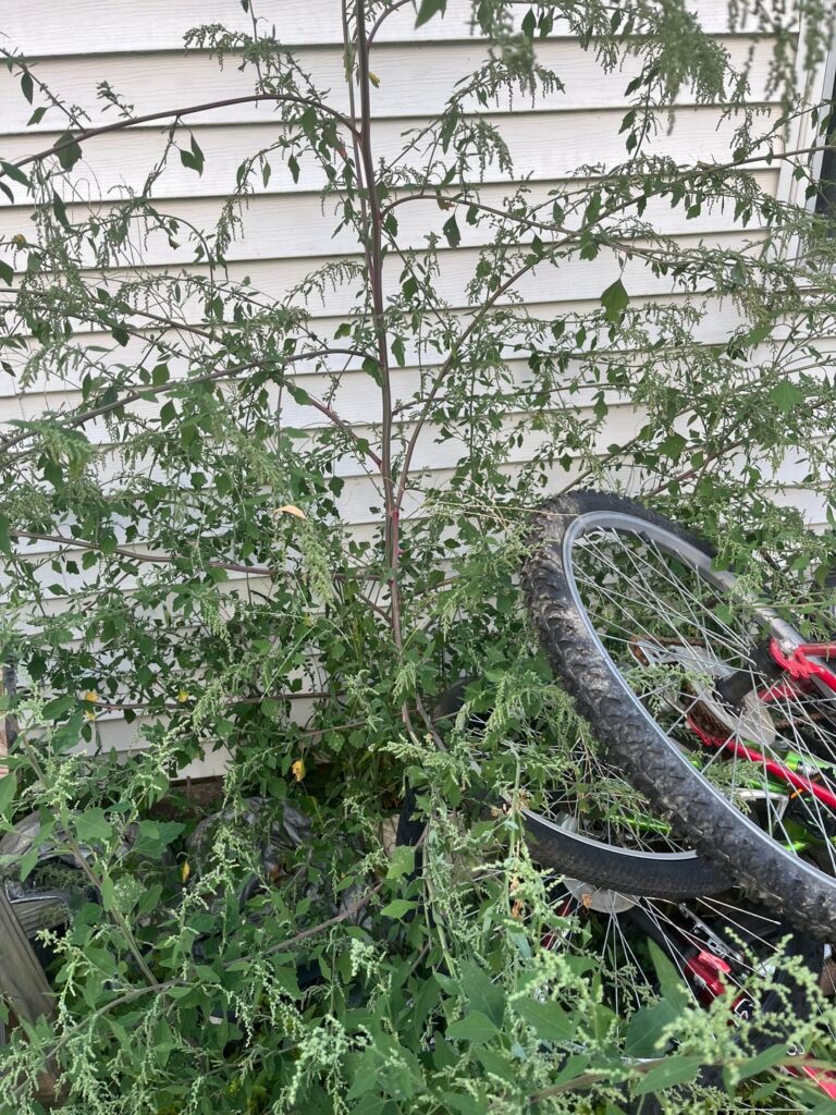 What is this?