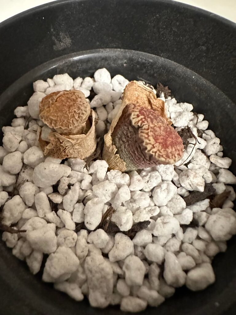 Looking for advice Looking for advice