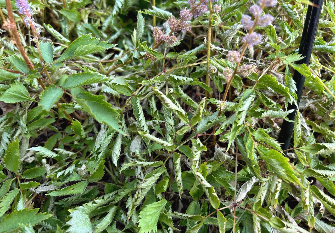 Curling leaves