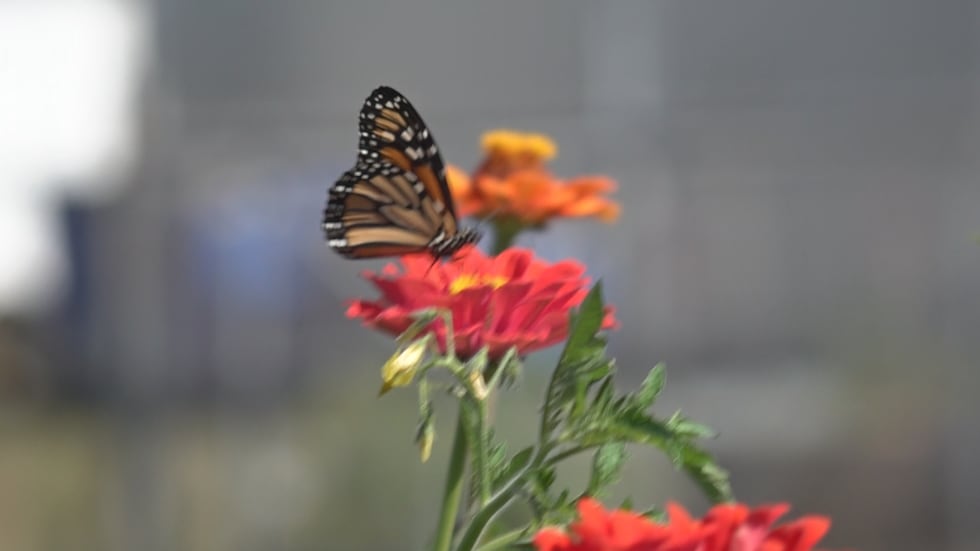 The gardens adds to the pantry's everyday goods by supplying fresh organic produce to those in...