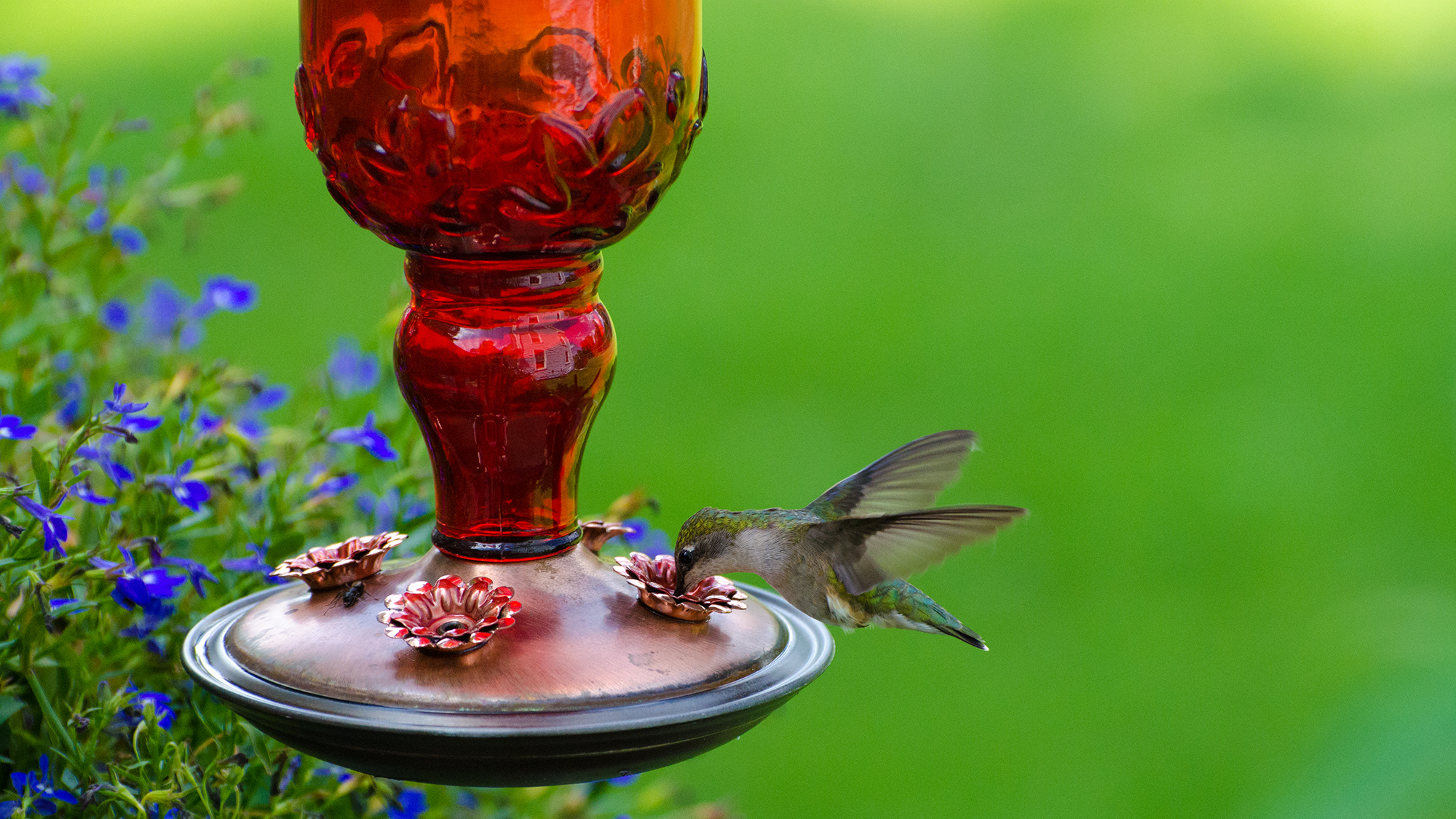 Hummingbird feeding on garden feeder