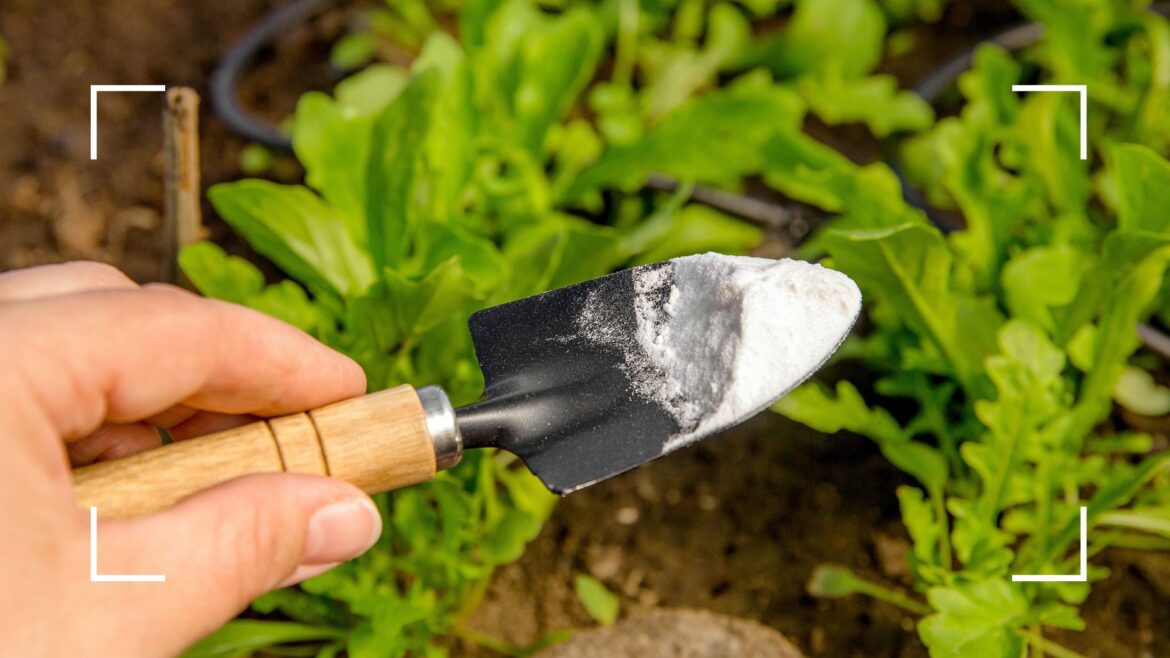 Expert shares five ways to use baking soda in your garden picture of person holding small spade with mound of baking soda on it