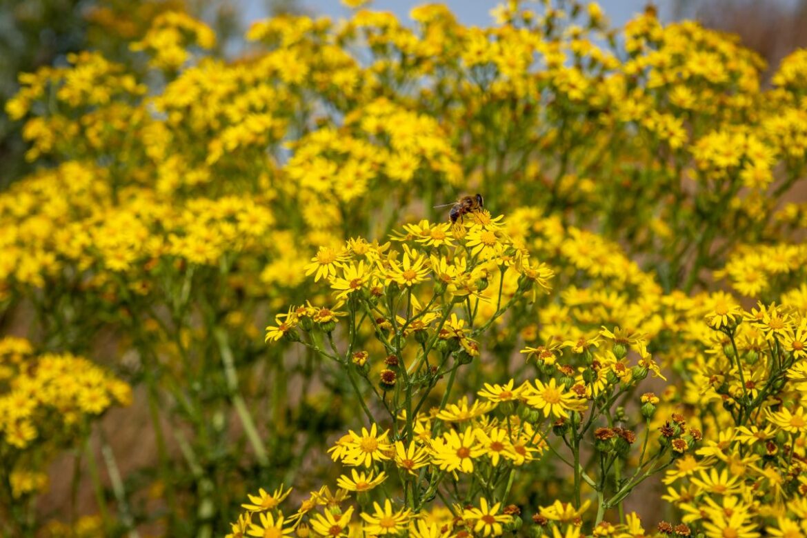 Gardening Column, Hamish Martin: ‘The beauty of ragwort lies in what she gives to every other being’ Credit: Adobe Stock