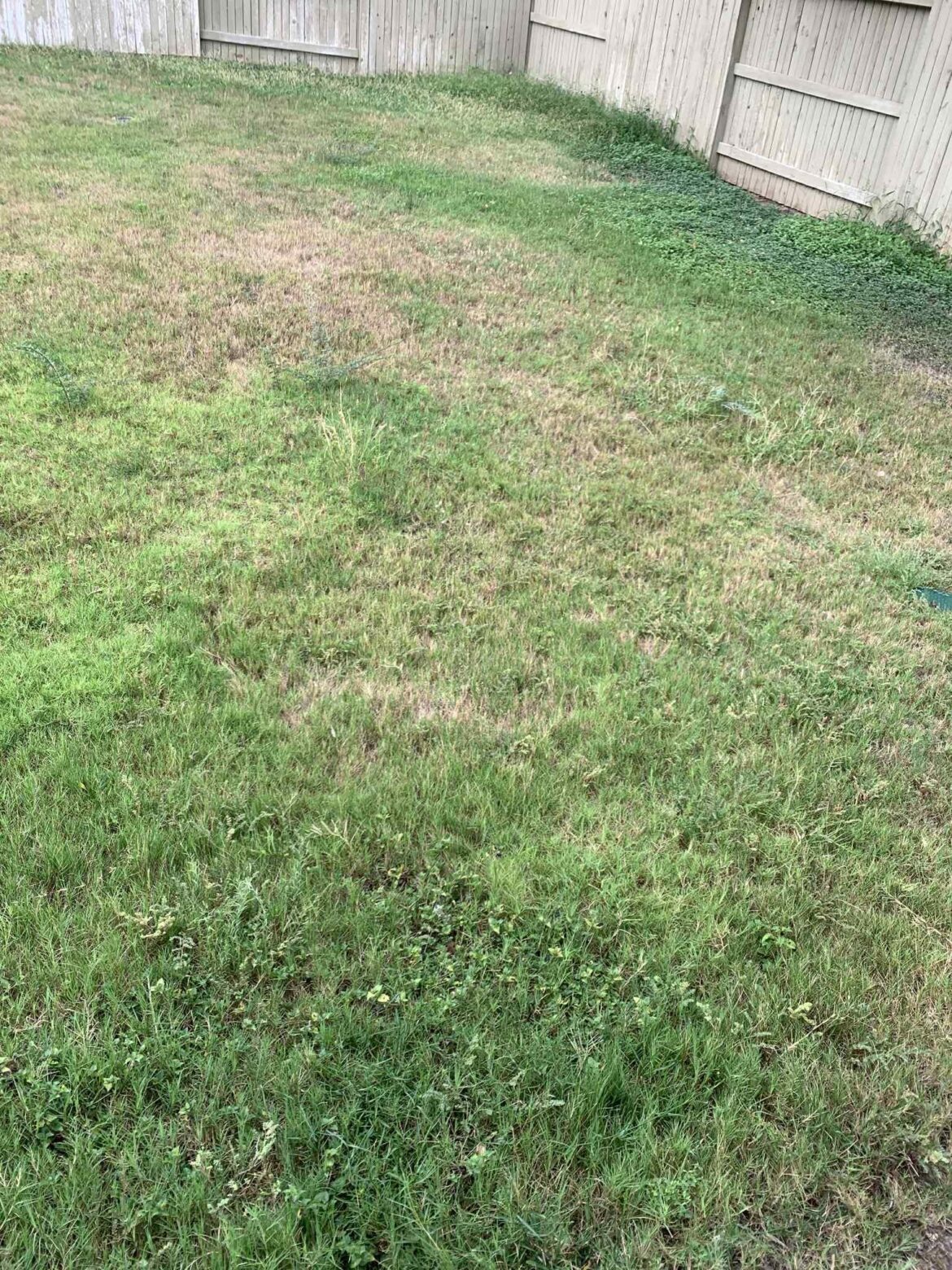 San Antonio, TX: Tips for a simple, low maintenance, usable lawn?