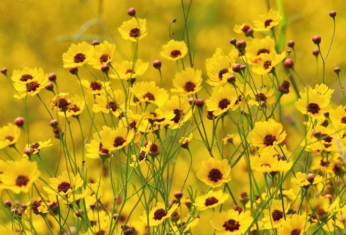 plants that repel japanese beetles, coreopsis