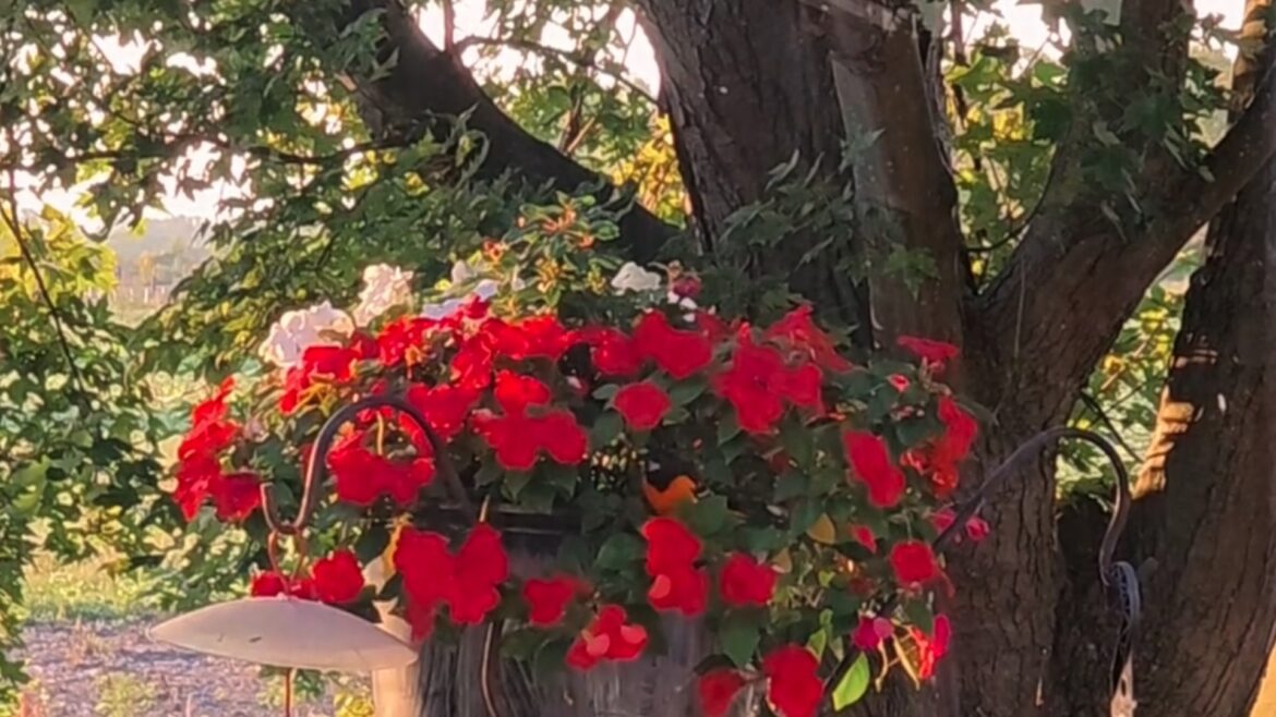 Gardener captures video of beautiful visitors enjoying backyard plants: ‘That’s gorgeous’ "Thank you for sharing this."