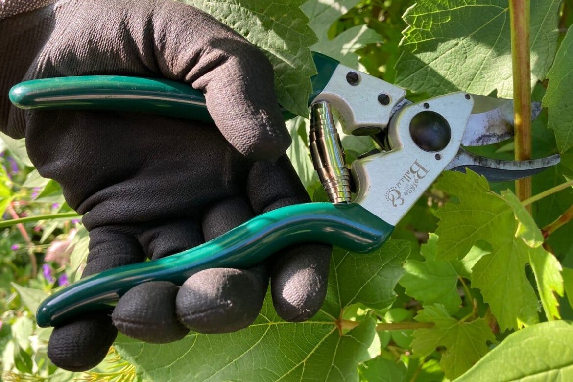 Best secateurs for pruning and trimming, tried and… Best secateurs for pruning and trimming, tried and…