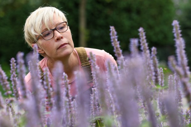Amanda Nugent looks for an endangered rusty patched bumblebee among a grouping of anise hyssop in her parkway garden on Aug. 25, 2025, in Wilmette. She spotted the rare bumblebee last week among the more than three dozen varieties of bees and wasps in her gardens. (Stacey Wescott/Chicago Tribune)