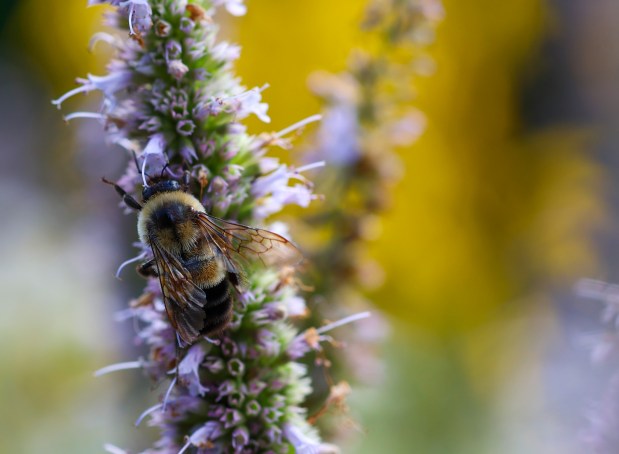 An endangered rusty patched bumblebee forages on a stem of anise hyssop in Amanda Nugent's parkway garden on Aug. 25, 2025, in Wilmette. (Stacey Wescott/Chicago Tribune)