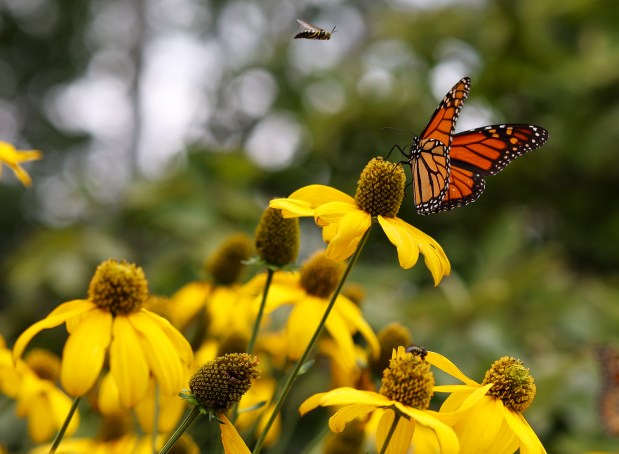 A male monarch butterfly sits atop of a coneflower in Amanda Nugent's suburban garden on Aug. 25, 2025, in Wilmette. (Stacey Wescott/Chicago Tribune)