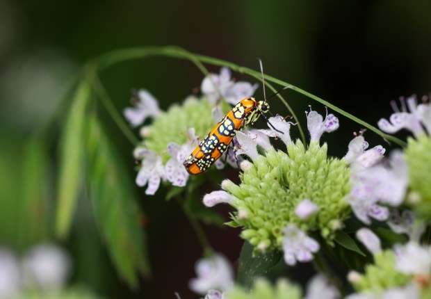 A ailanthus webworm moth on mountain mint in Amanda Nugent's suburban garden on Aug. 25, 2025, in Wilmette. Nugent remarked, "These moths are good pollinators and their bright colorings are a warning to possible predators to indicate that they taste bad (like Monarchs), because of the leaves that the caterpillars eat.  (Stacey Wescott/Chicago Tribune)
