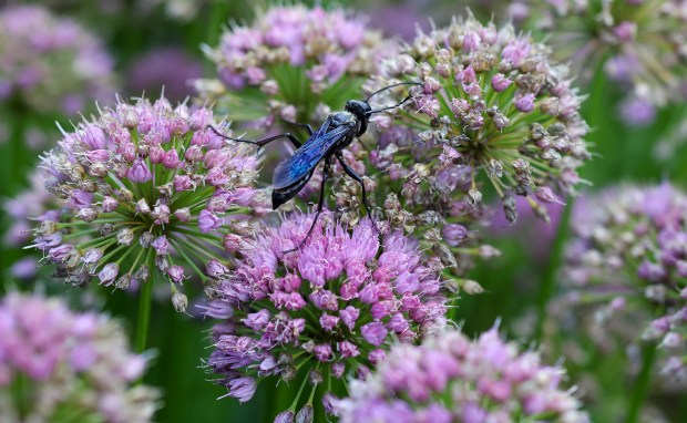 A great black wasp, a type of digger wasp, walks on a non native ornamental onion in Amanda Nugent's suburban garden on Aug. 25, 2025, in Wilmette. While most of Nugent's gardens are filled with native plants, Nugent says she plants the onion "to thwart the serious bunny population." (Stacey Wescott/Chicago Tribune)