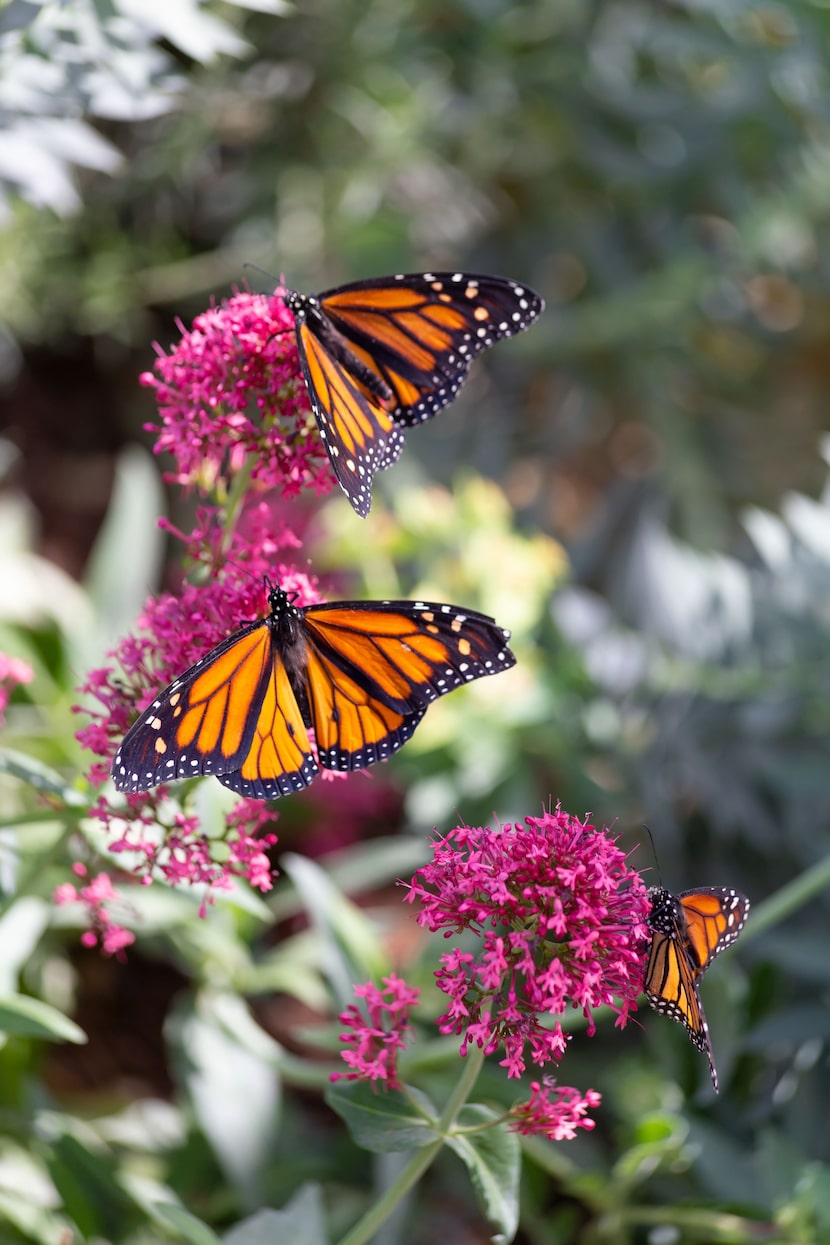 Milkweed is essential for monarchs; it's the only plant where they lay their eggs and the...