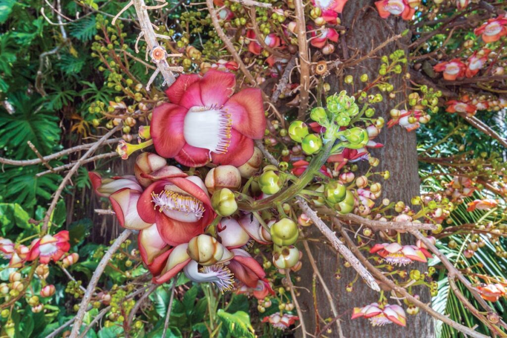 Cannonball tree. Photo by John Eder_Naples Botanical Garden