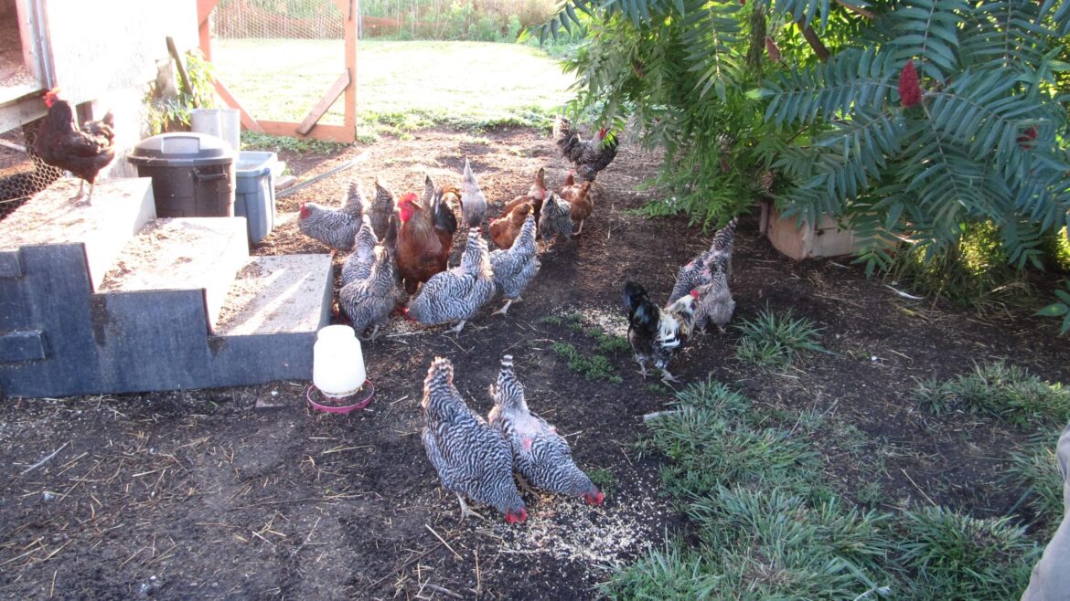 Chicken poop from the coop can aid a green thumb Chicken poop from the coop can aid a green thumb