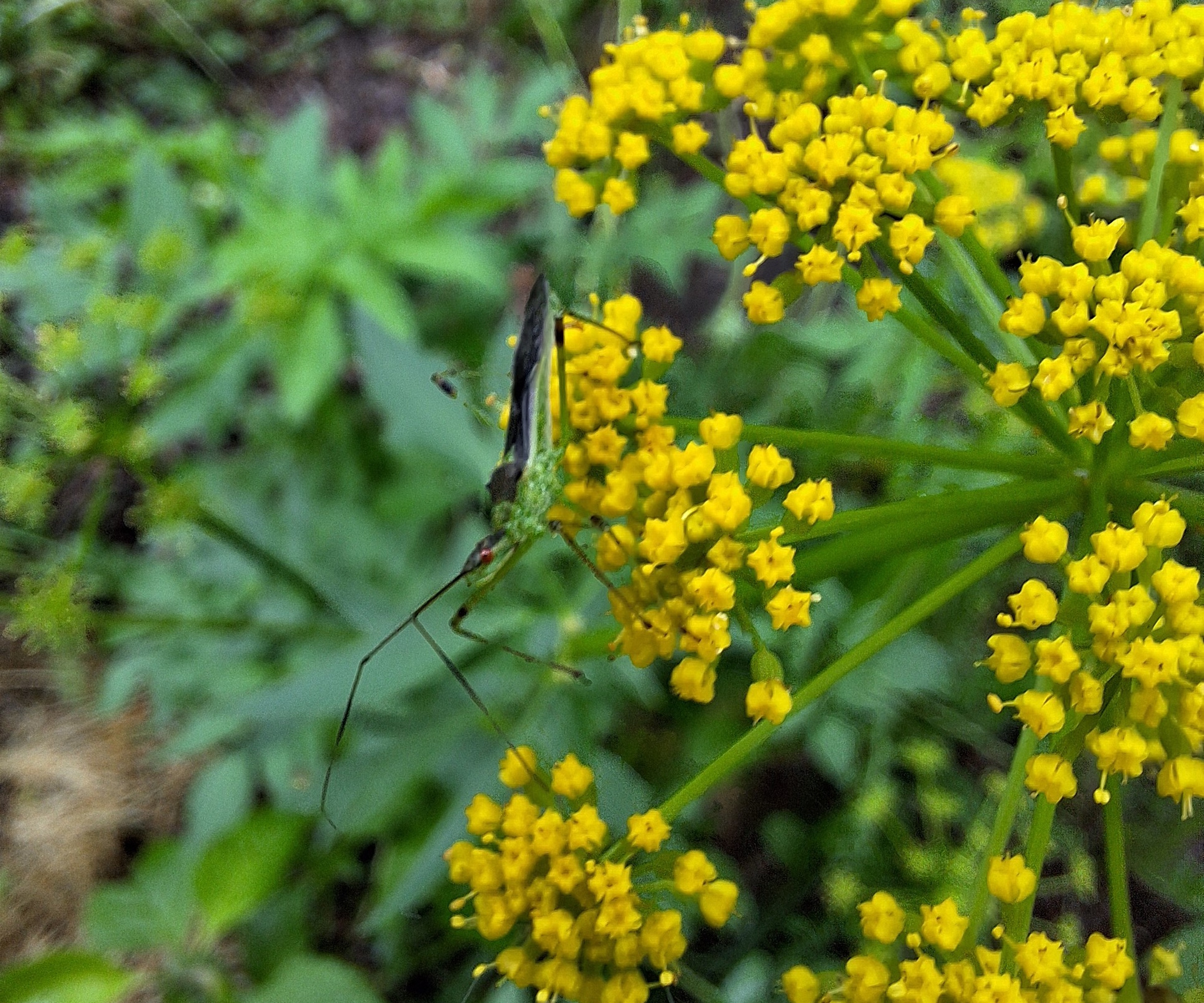 Yellow flowers on the golden Alexander flower