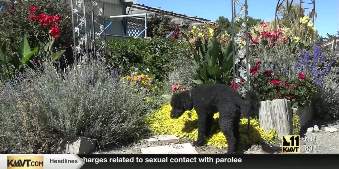 Ensuring the health and safety of your garden during the cold winter months