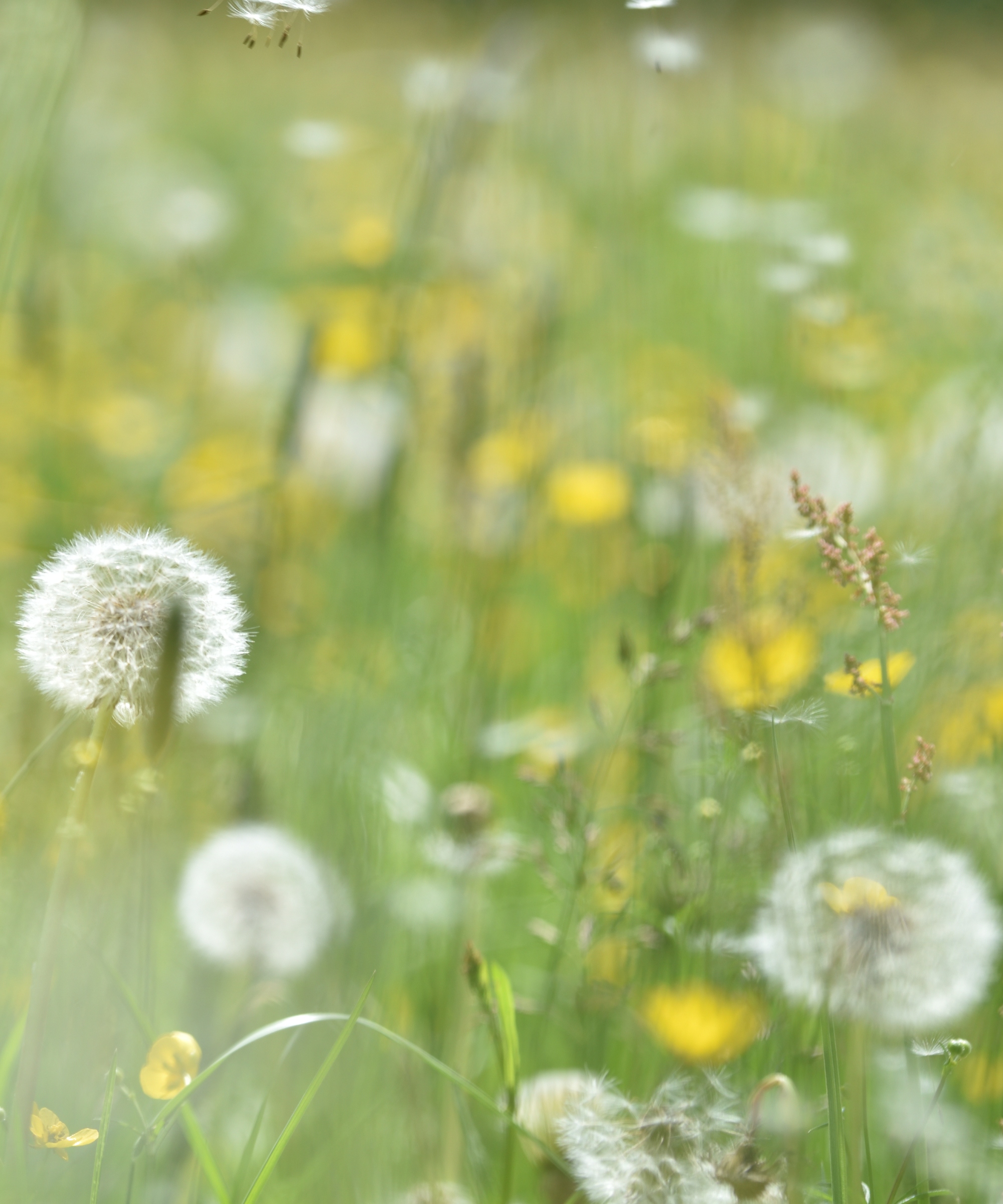 Weeds in a garden