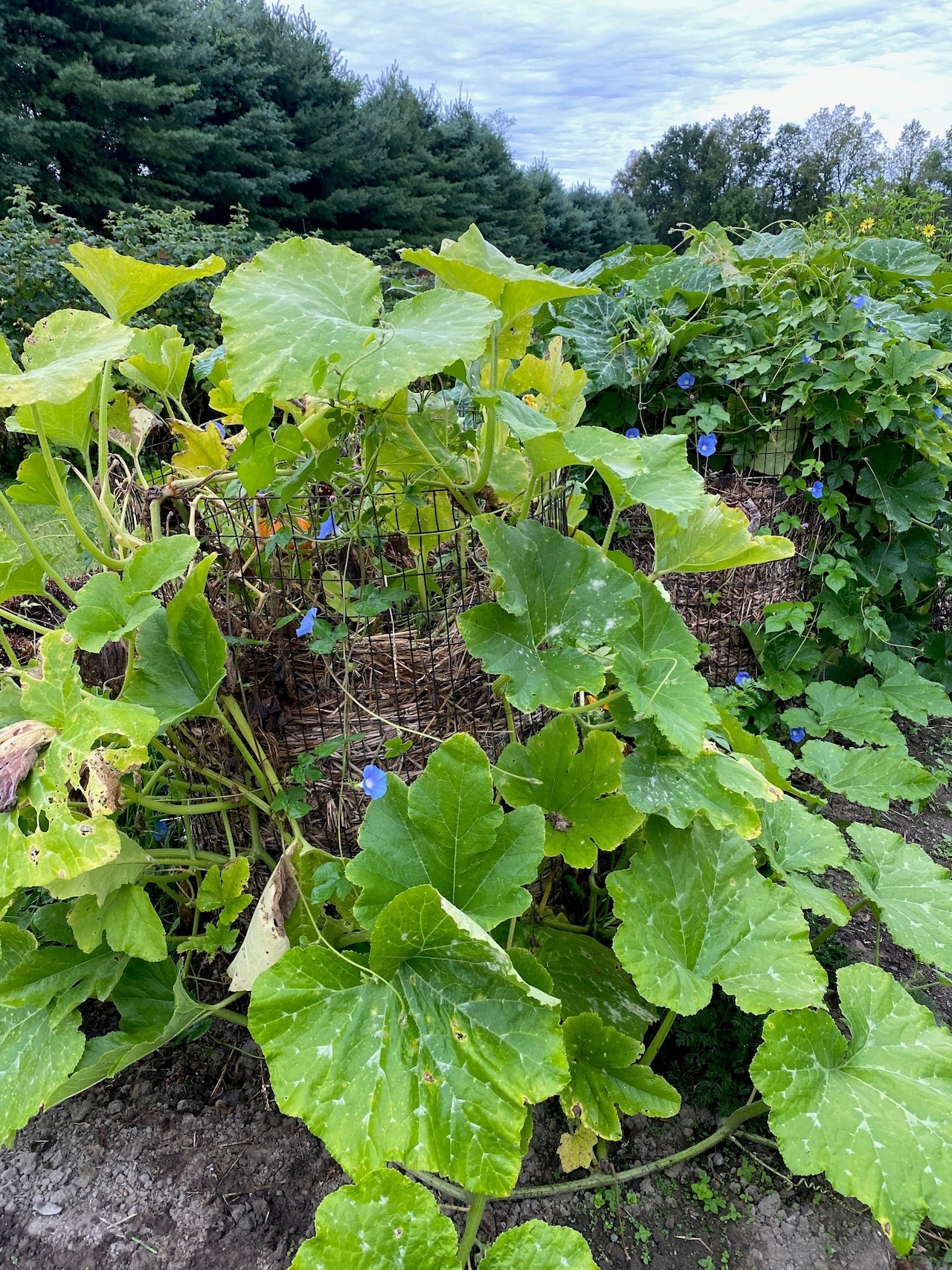 Garden Talk