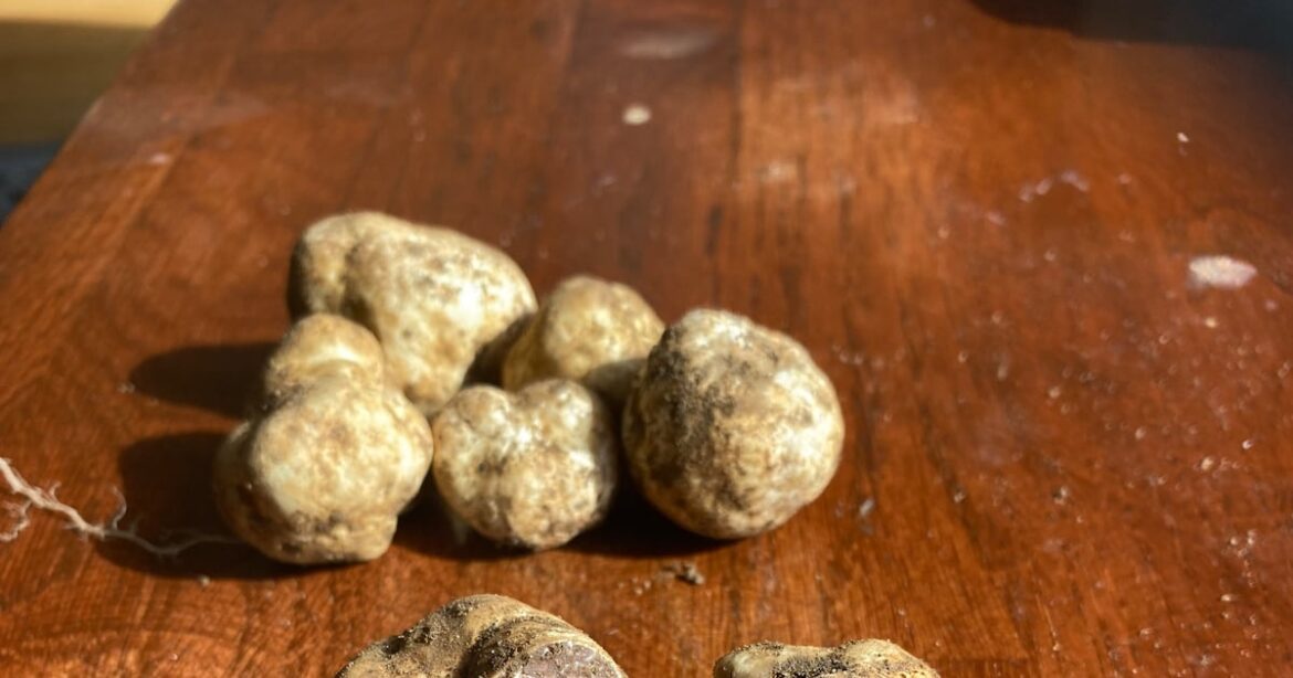 Did I find truffles in my garden while digging for spuds? – The Irish Times Did I find truffles in my garden while digging for spuds? – The Irish Times