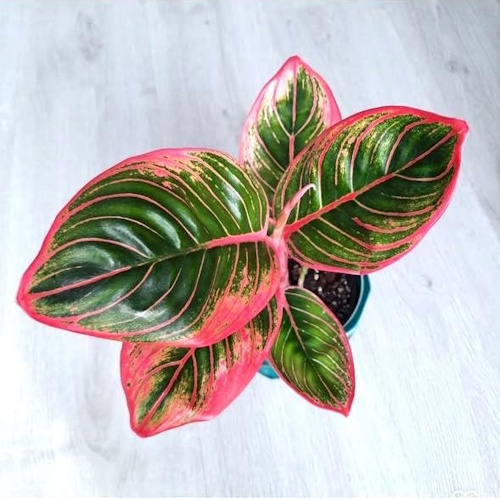 Chinese evergreen