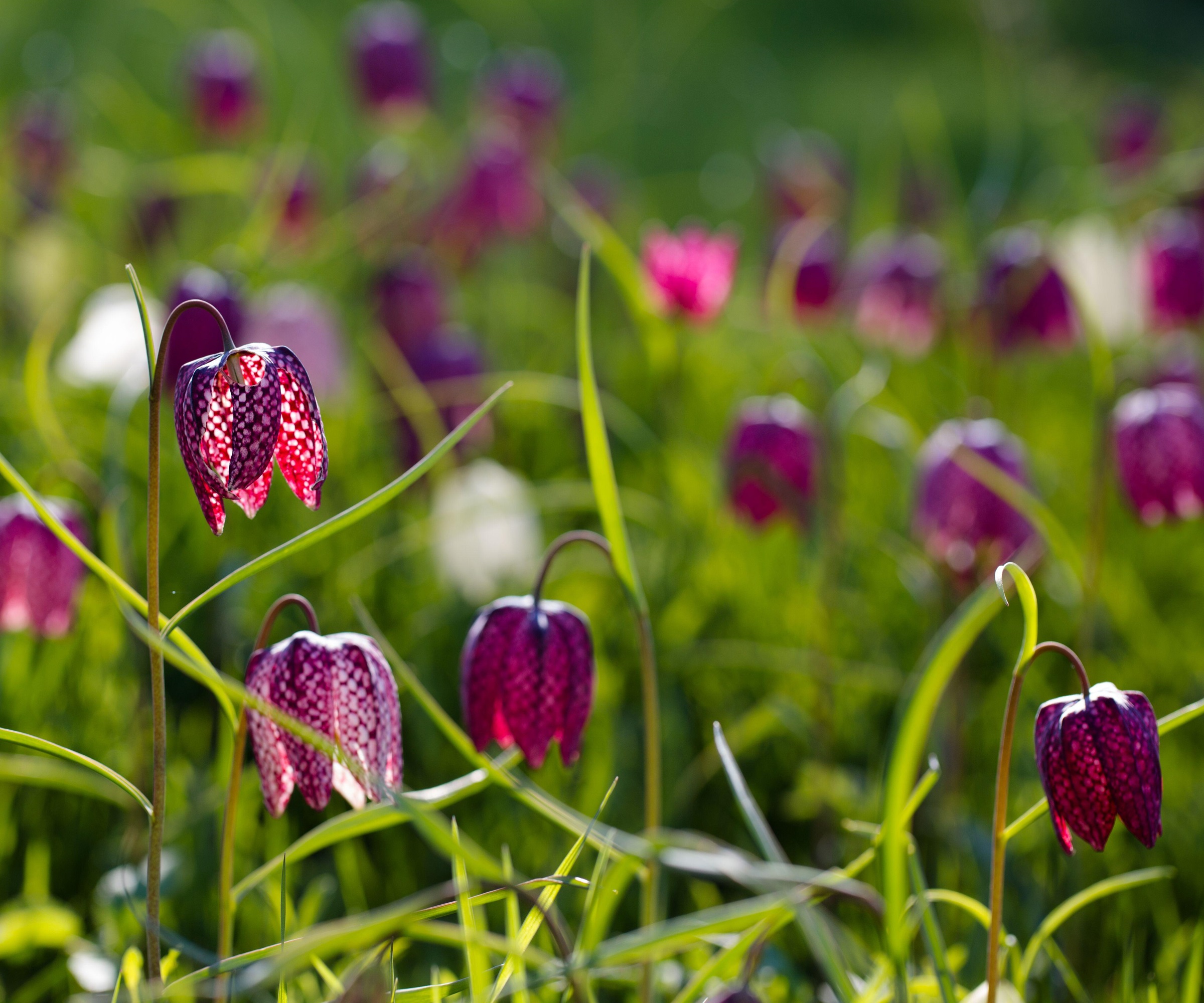 Fritillaria meleagris, Snake's Head Fritallary
