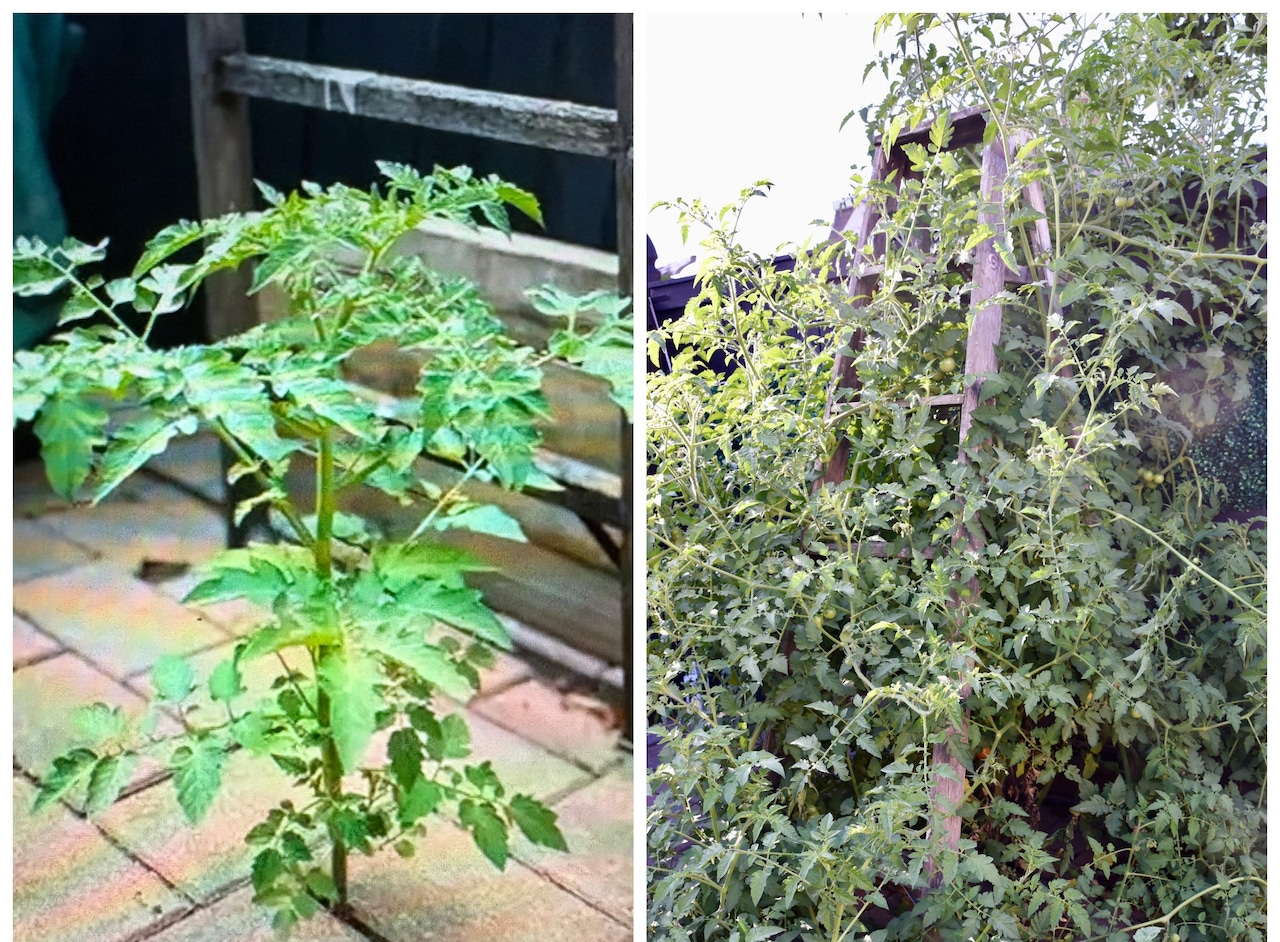 Tomato Plant New Brighton