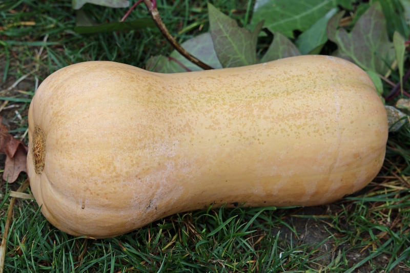 Waltham butternut squash will keep for months after harvesting if properly ripened and cured