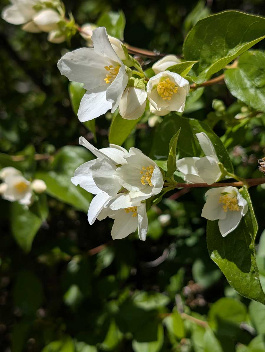 EIN083125Garden2 SyringaFlowerWEB