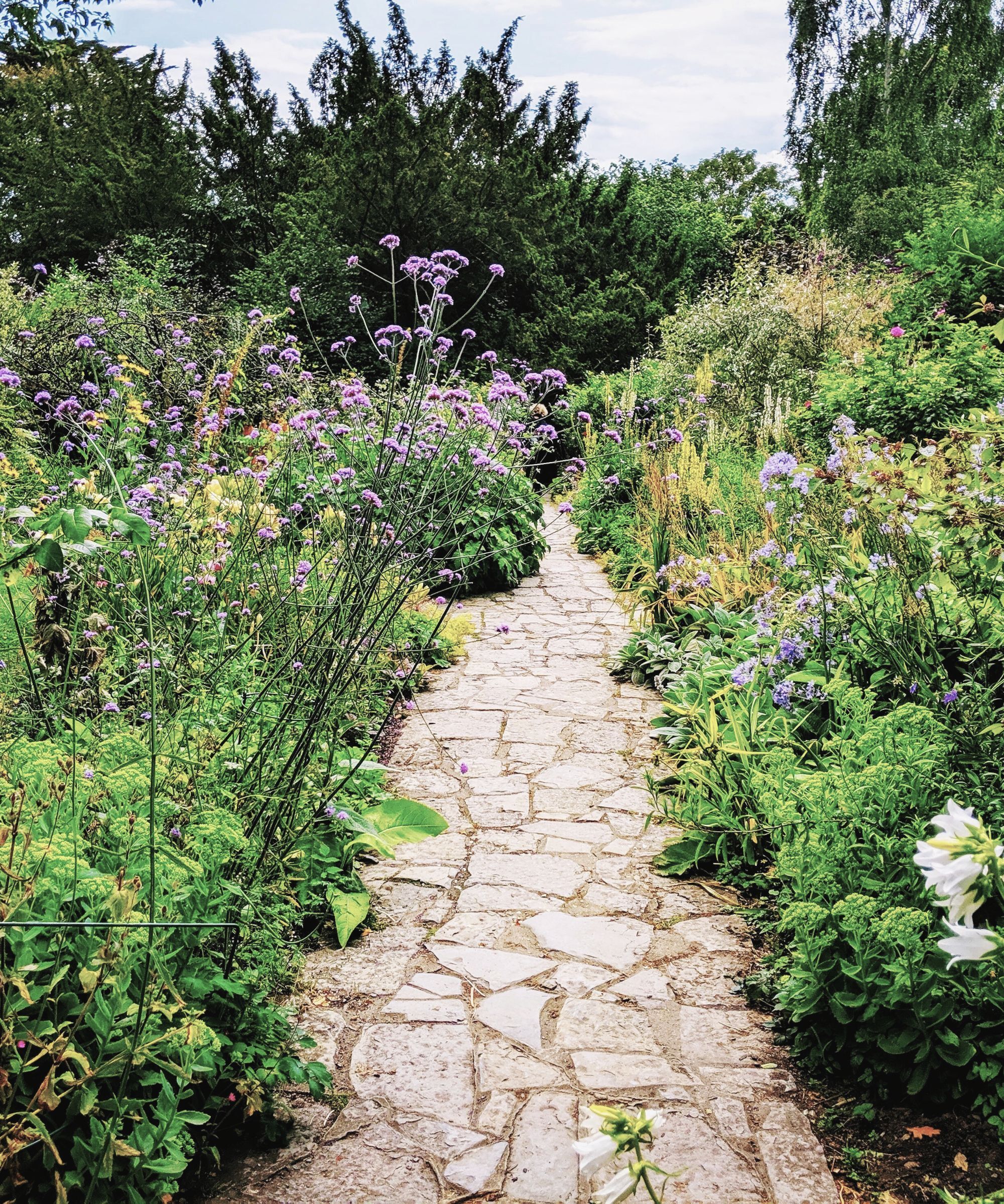 Crazy paving through a garden with herbaceous borders either side and tall verbena plants
