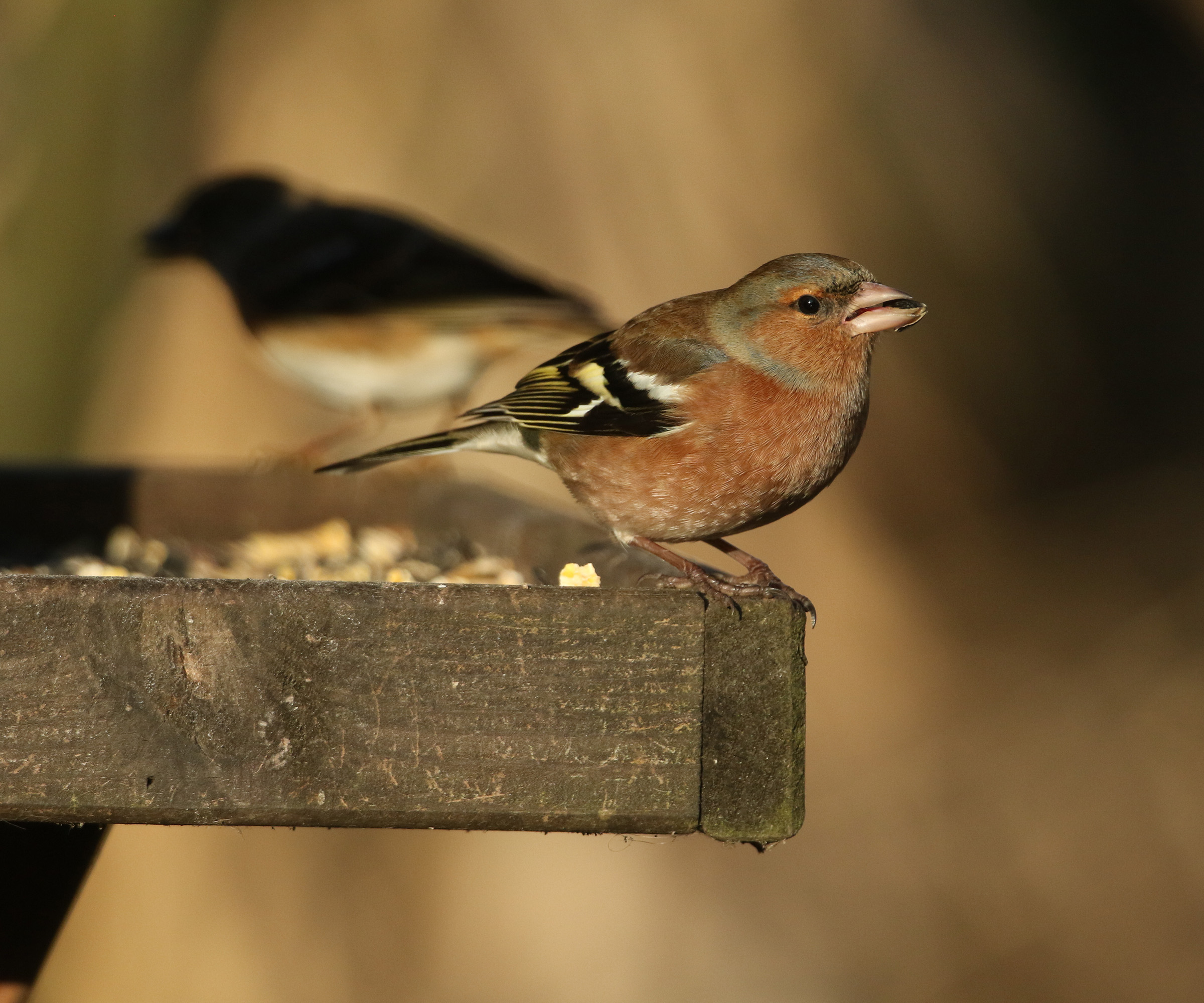 A male Chaffinch, Fringilla coelebs, feeding on seeds on a bird table
