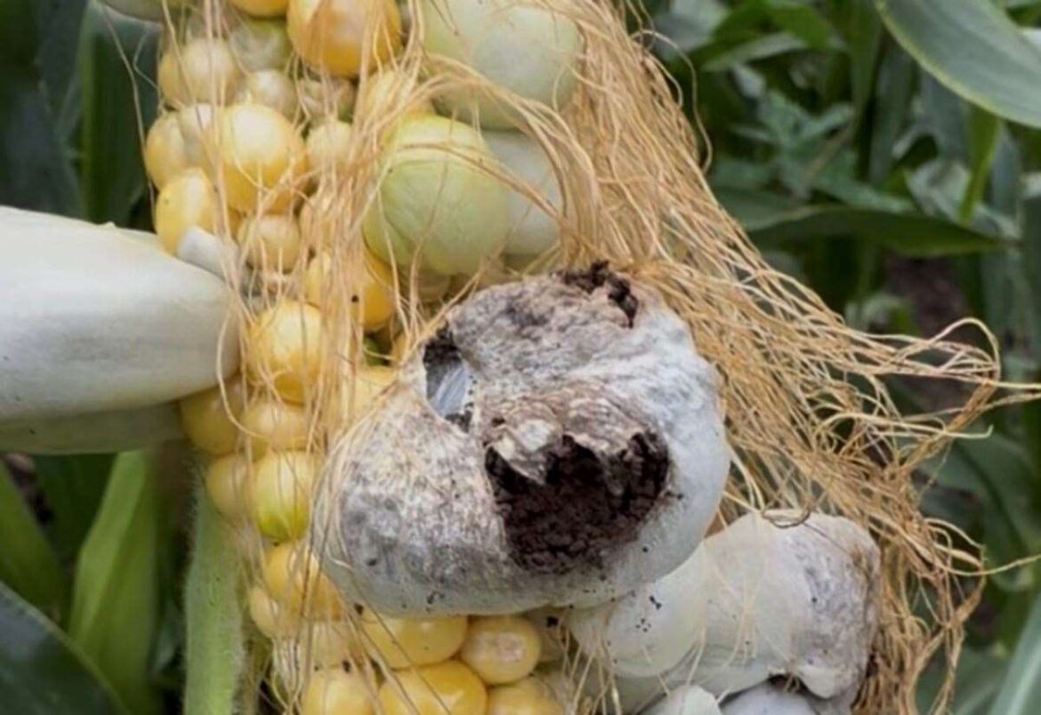 Gardener Jamie Marsh finds a ‘prized delicacy’ growing on his sweetcorn
