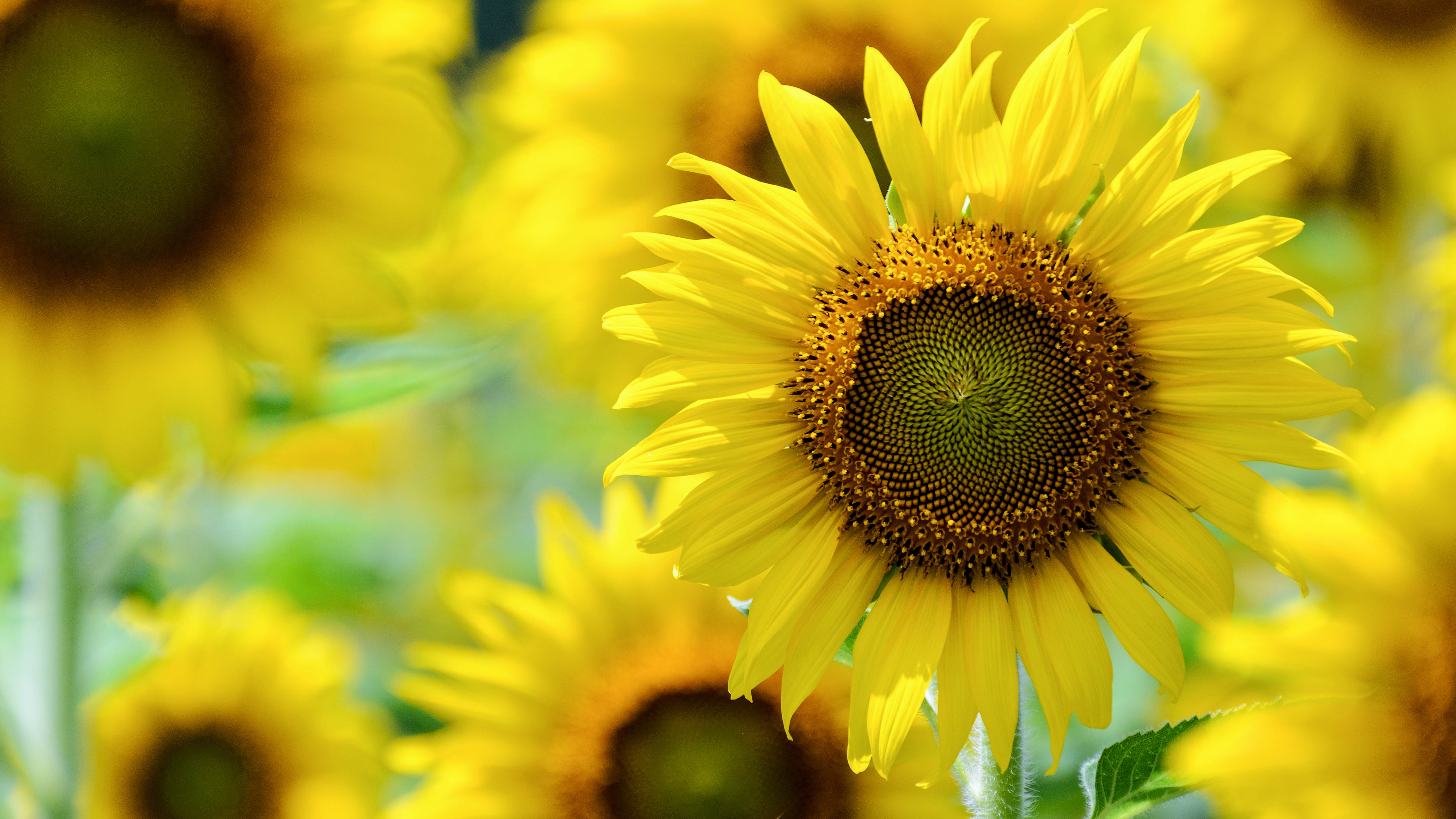 Sunflowers